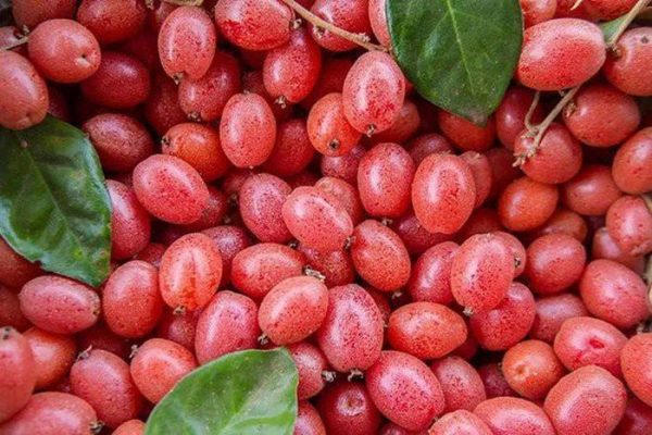 Tiết lộ một số công dụng của quả nhót đối với sức khỏe