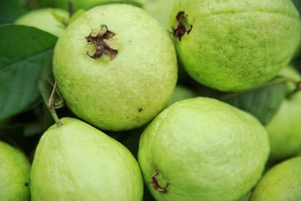 Top 8 các công dụng quả ổi đối với sức khỏe con người
