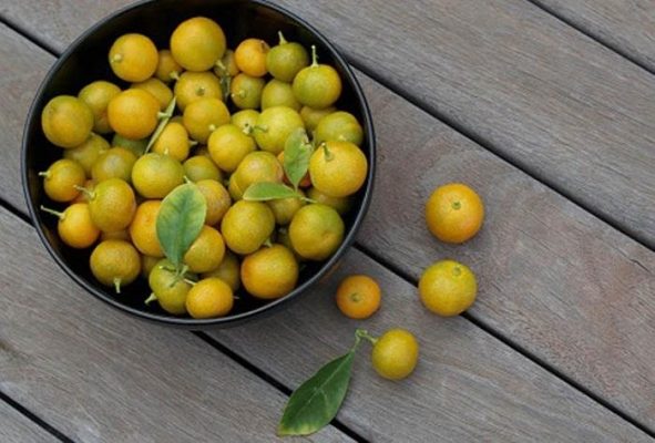 Công dụng của quả quất đối với sức khỏe và lưu ý khi dùng
