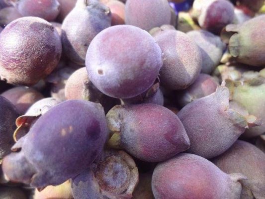 Những công dụng của quả sim không phải ai cũng biết